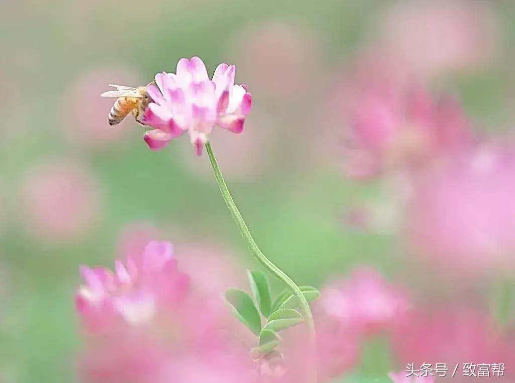 紫色花的图片_紫色花有哪些花种_紫色的花