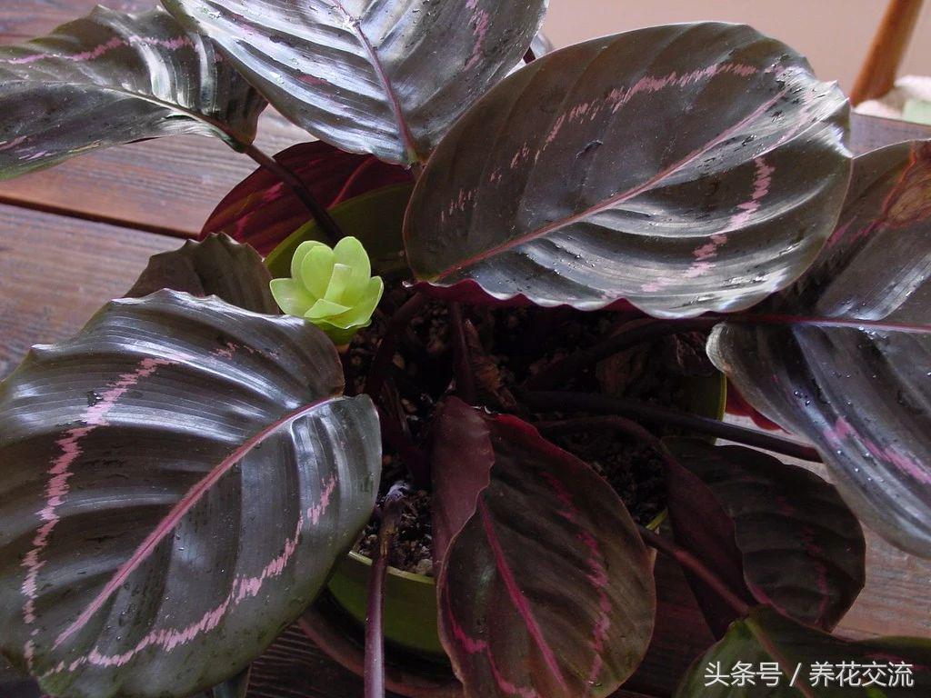 紫色的花_紫色花的图片_紫色花有哪些花种