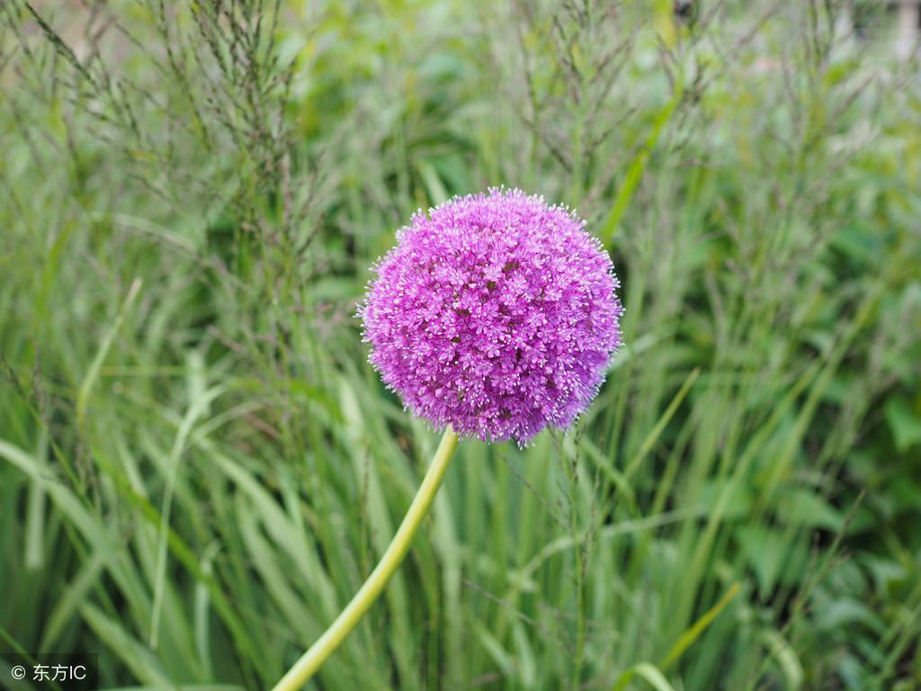 紫色花的图片_紫色的花_紫色花朵壁纸