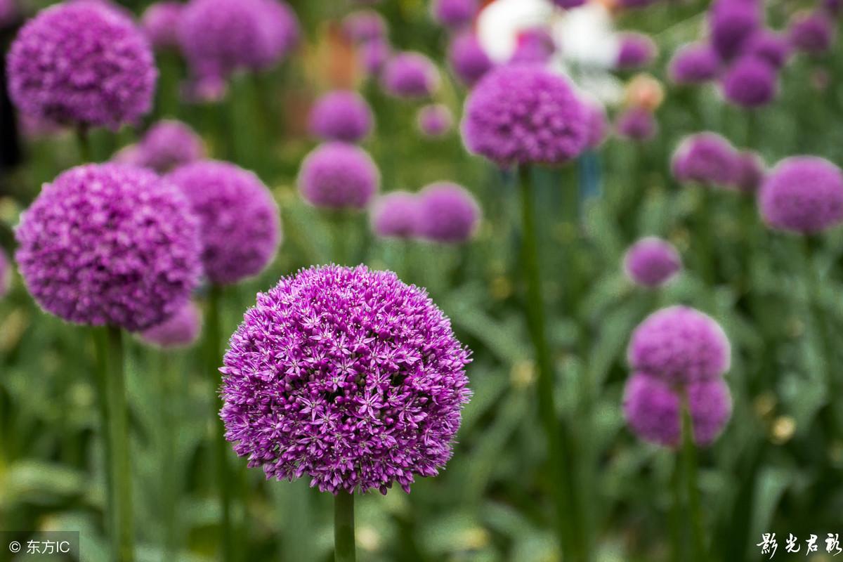 紫色的花_紫色花朵壁纸_紫色花的图片