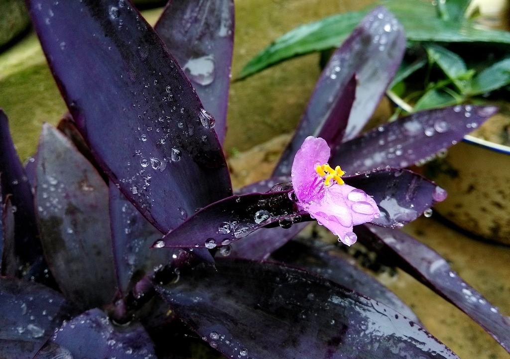 紫色花朵壁纸_紫色的花_紫色花的图片