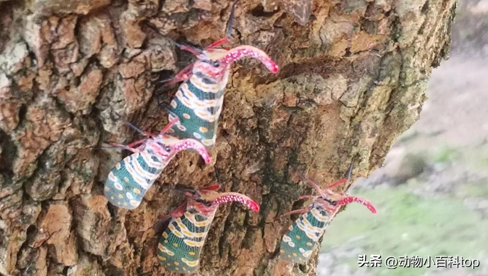 鸡是动物吗百科_鸡是属于动物_鸡属于什么动物