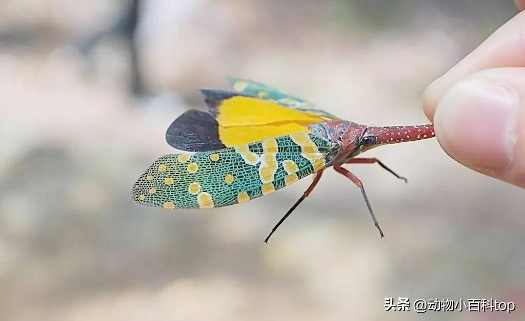 鸡是动物吗百科_鸡是属于动物_鸡属于什么动物