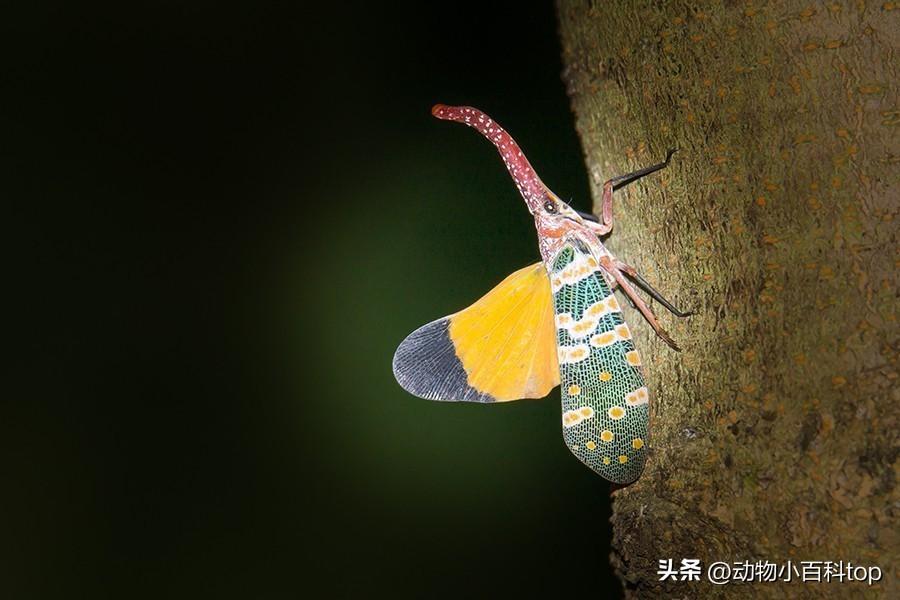 鸡是属于动物_鸡属于什么动物_鸡是动物吗百科