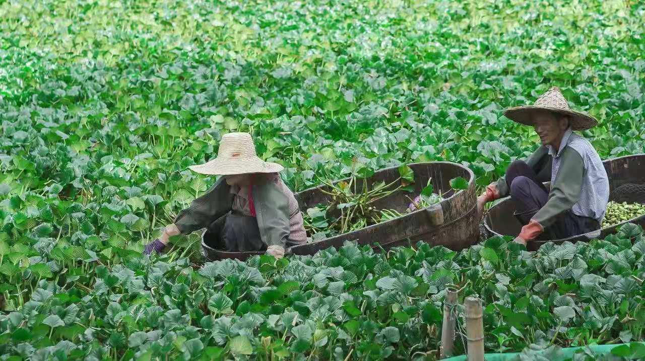 菱角图片_菱角图片简笔_菱角图片怎么吃