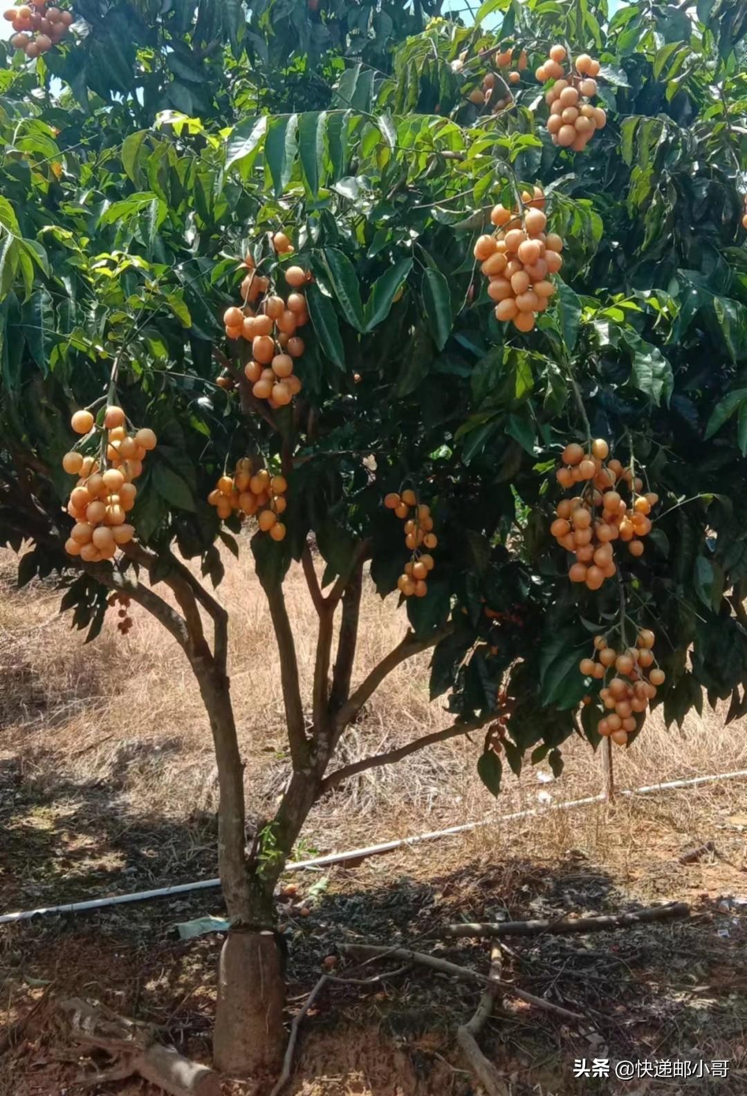 水果黄皮是啥_黄皮是什么水果_水果黄皮是什么时候的水果