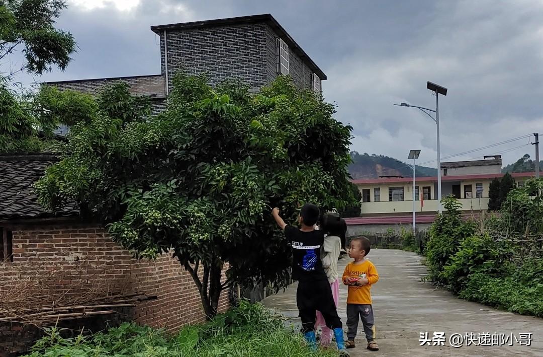 水果黄皮是啥_黄皮是什么水果_水果黄皮是什么时候的水果