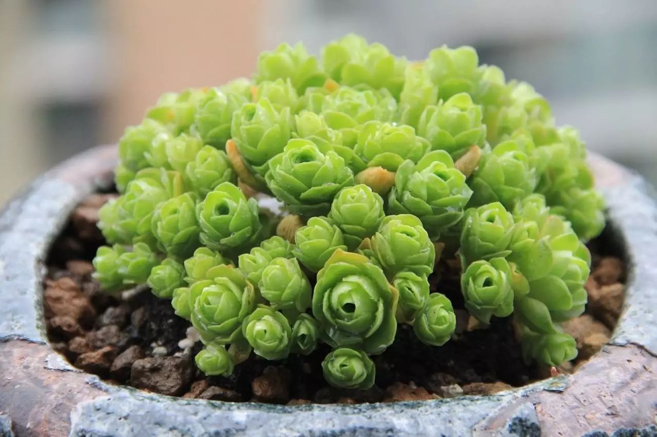 多肉植物阴凉还是有阳光_多肉喜欢阳光还是阴凉_多肉在阴凉养好吗