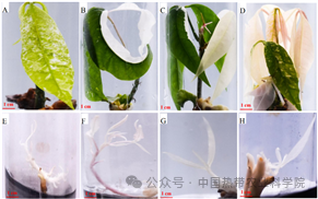 橡胶树_橡胶树图片_橡胶树种子油胶囊的作用