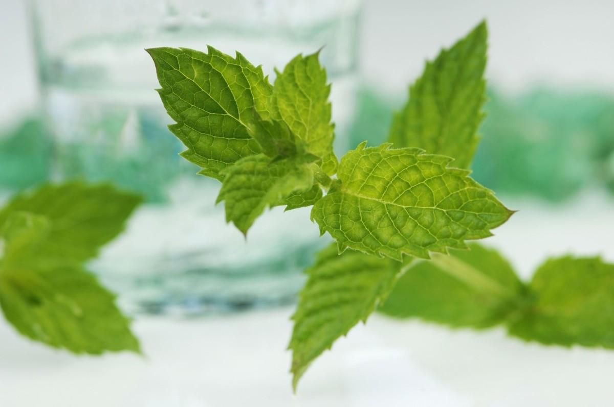 薄荷种子种植时间和方法_薄荷种子种植方法和注意事项_薄荷种子的种植方法和时间