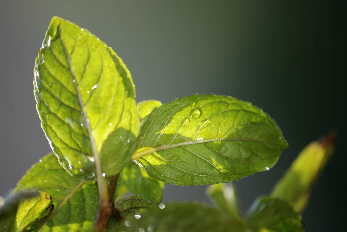 薄荷种子种植方法和注意事项_薄荷种子的种植方法和时间_薄荷种子种植时间和方法