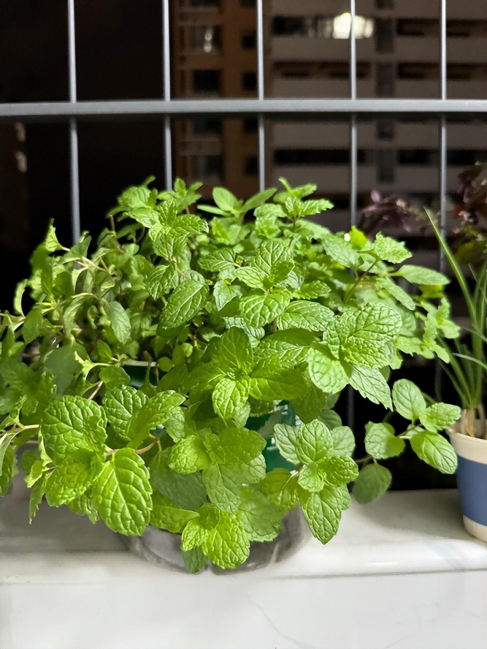 薄荷种子种植时间和方法_薄荷种子的种植方法及时间_薄荷种子的种植方法和时间