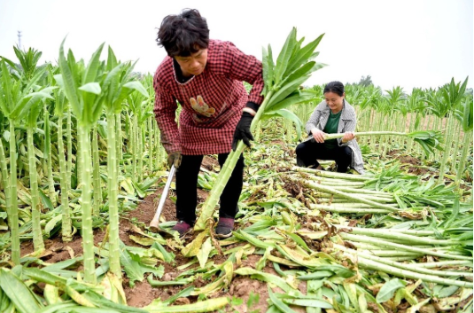 贡菜菜系_何为贡菜_贡菜是什么菜