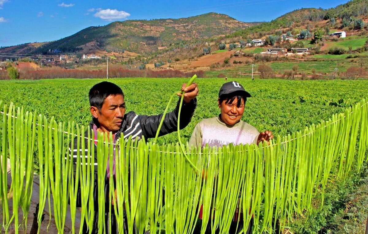 贡菜菜系_贡菜是什么菜_何为贡菜