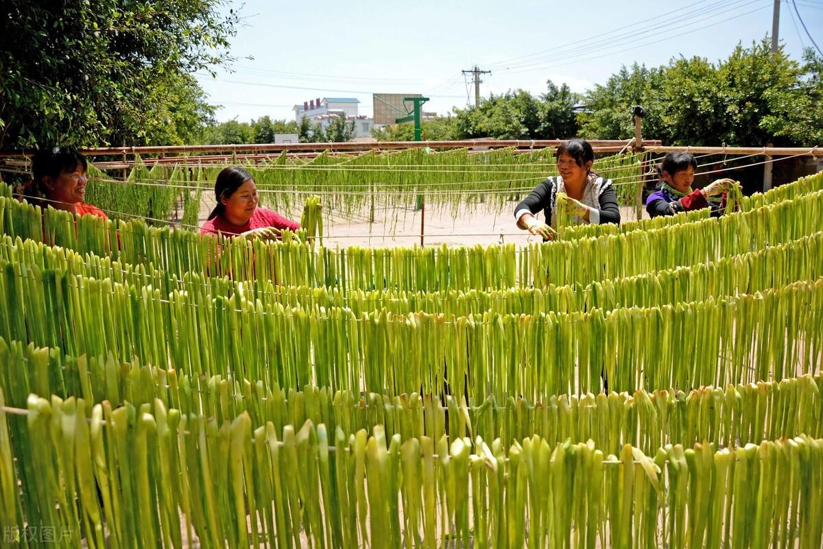 何为贡菜_贡菜是什么菜_贡菜菜系