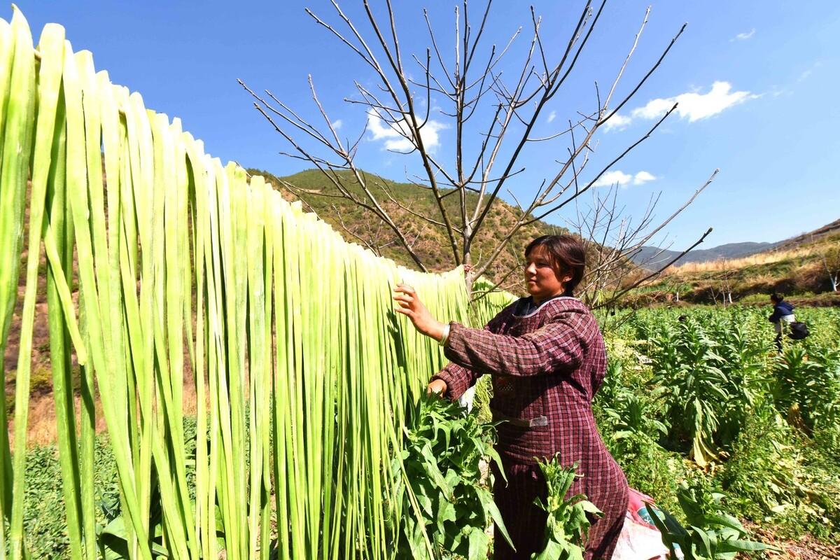 贡菜菜系_何为贡菜_贡菜是什么菜