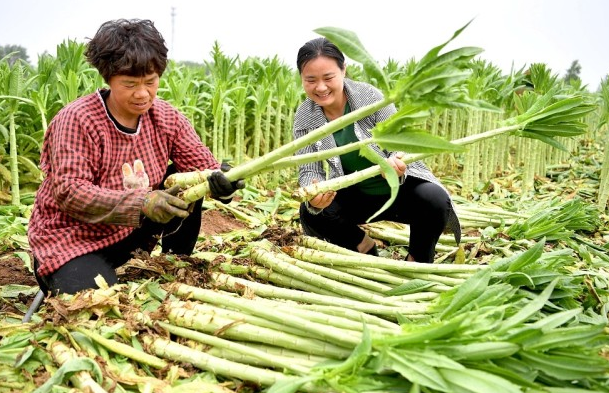 贡菜菜系_贡菜是什么菜_何为贡菜