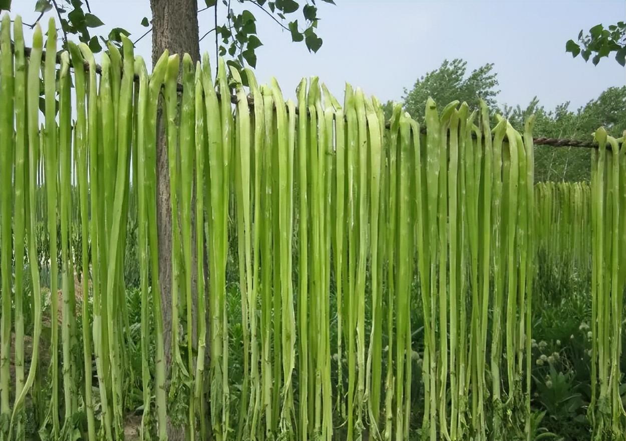 贡菜是啥子_贡菜是蔬菜吗_贡菜是什么菜