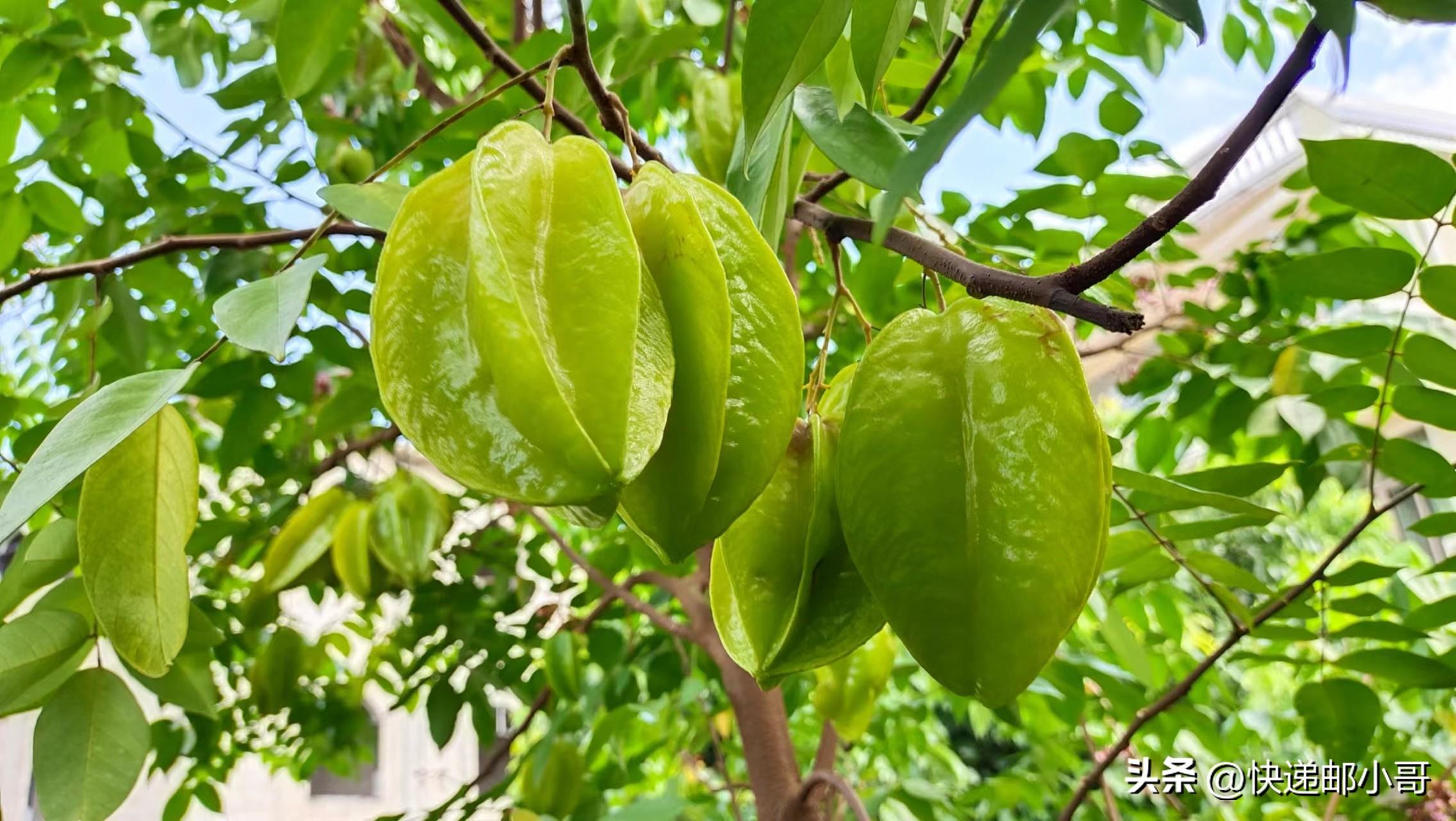 杨桃味道淡_杨桃滋味_杨桃什么味道