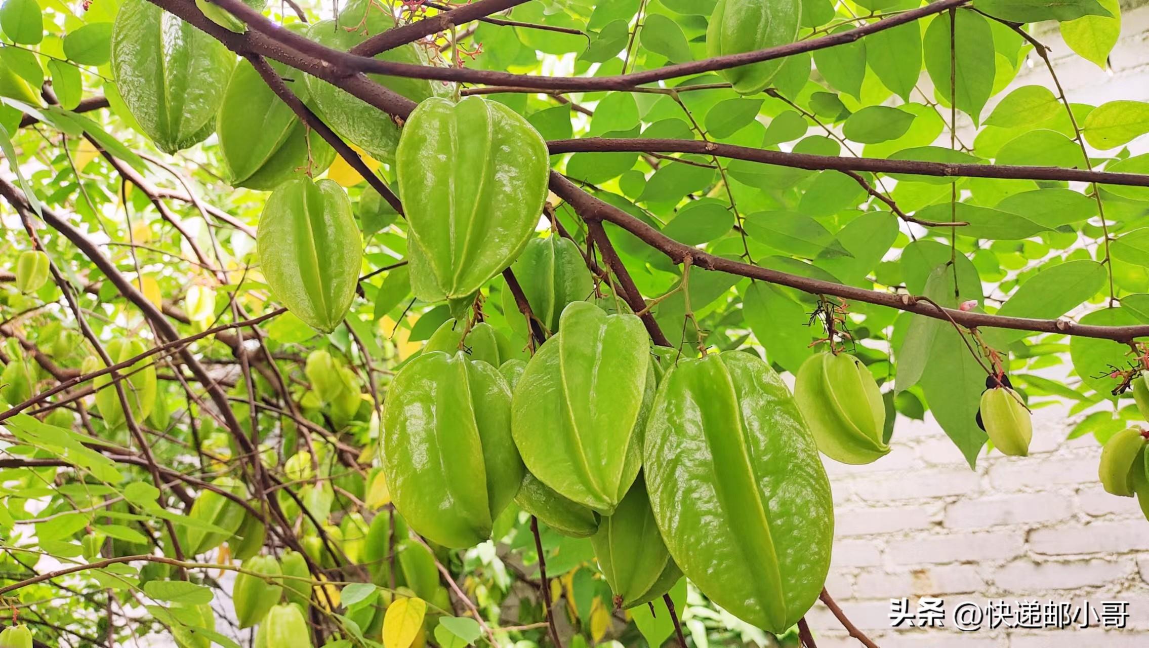 杨桃味道淡_杨桃什么味道_杨桃滋味