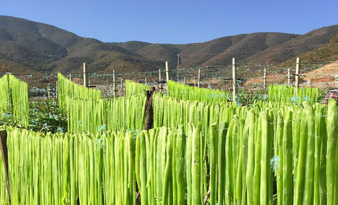 贡菜本体_贡菜是啥子_贡菜是什么菜