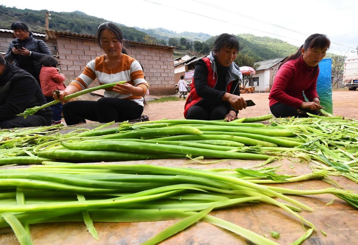 贡菜菜系_贡菜本体_贡菜是什么菜