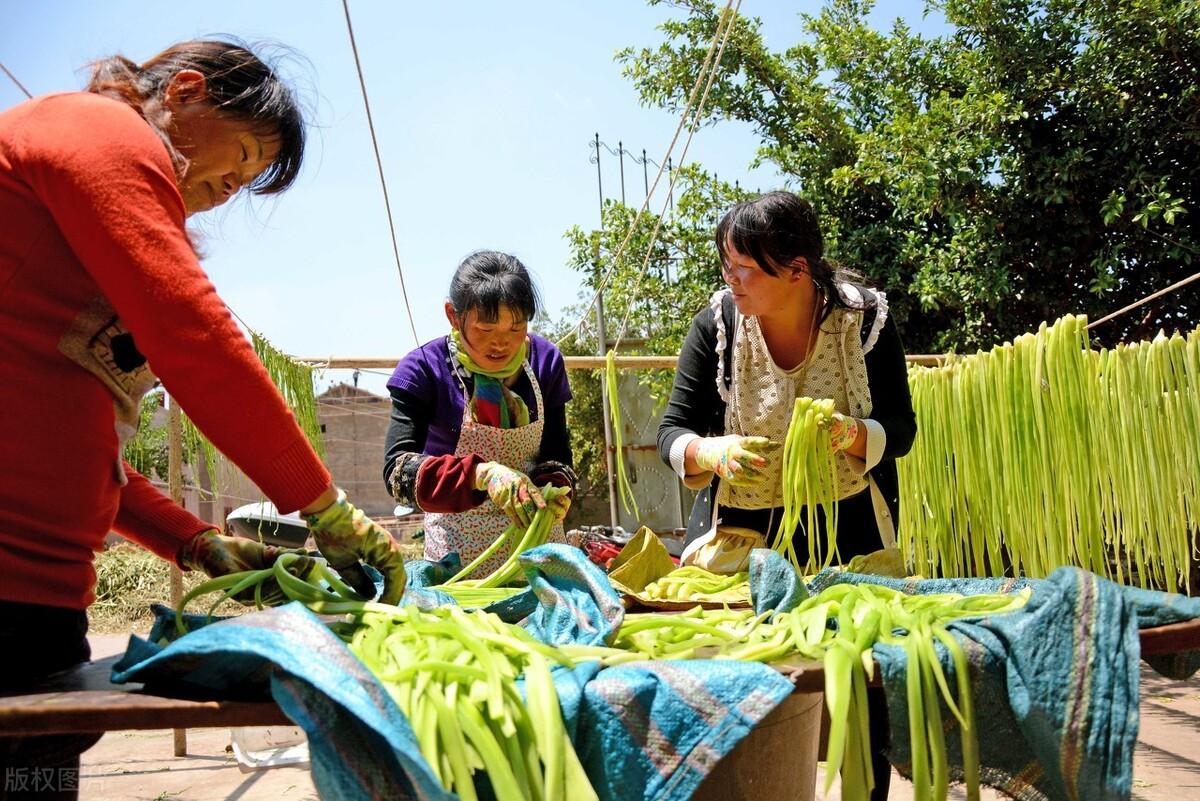 贡菜菜系_贡菜是什么菜_贡菜本体