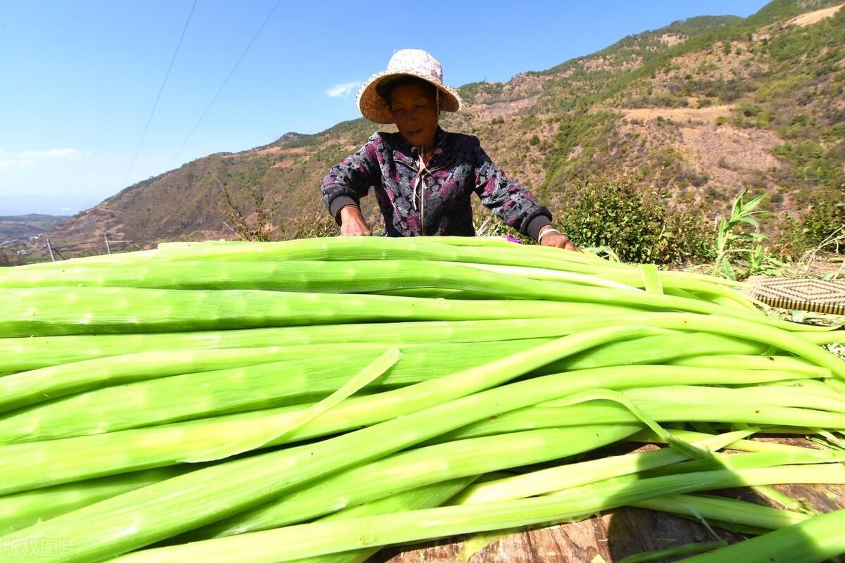 贡菜本体_贡菜是什么菜_贡菜菜系