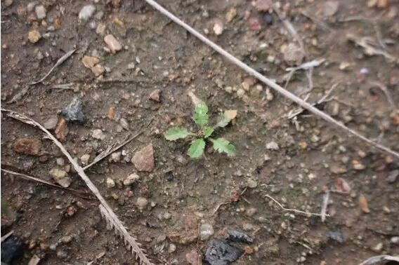 二甲戊灵除草剂对果树有影响吗_二甲戊灵除草原理_二甲戊灵除草剂适用范围