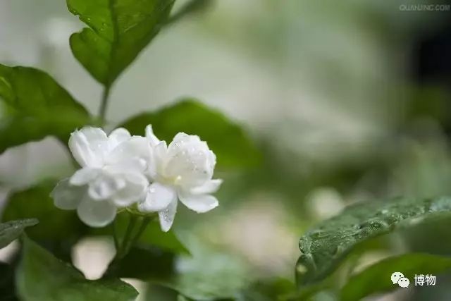 茉莉花简谱_茉莉花歌曲_茉莉花