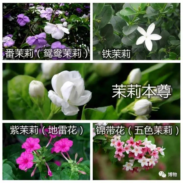 茉莉花_茉莉花歌曲_茉莉花简谱