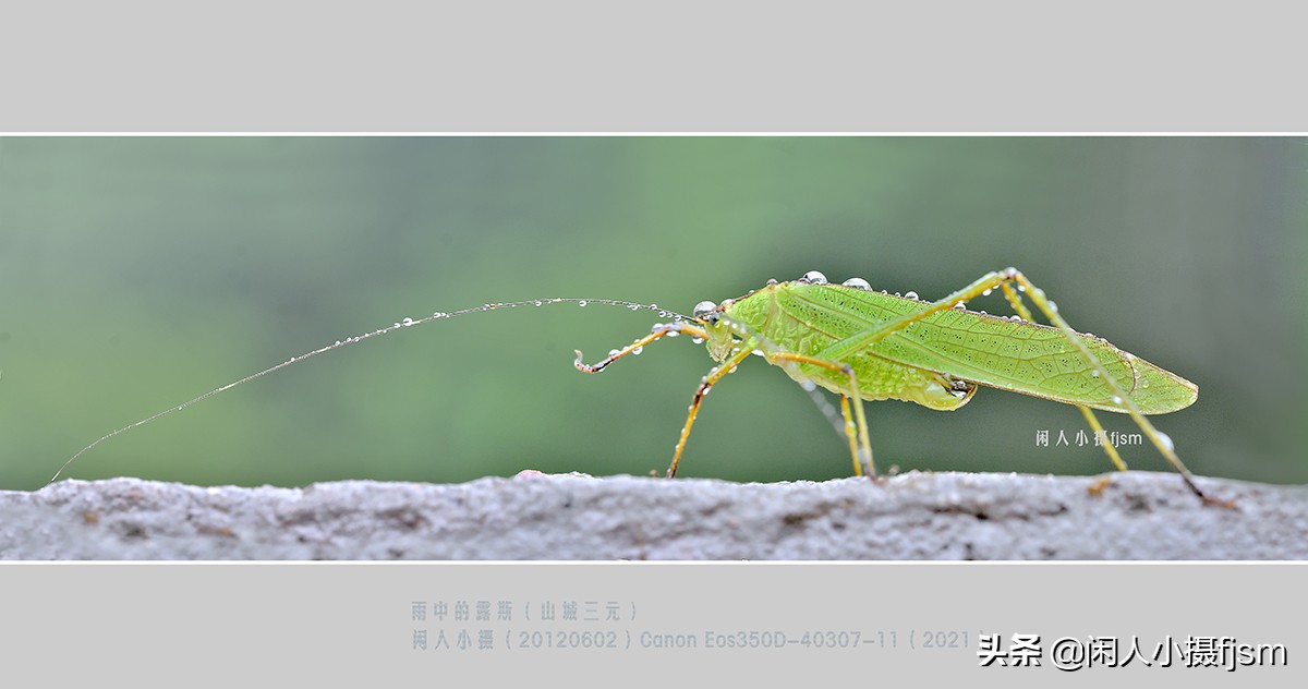 纺织娘是什么昆虫_昆虫纺织娘是什么虫_昆虫纺织娘是谁