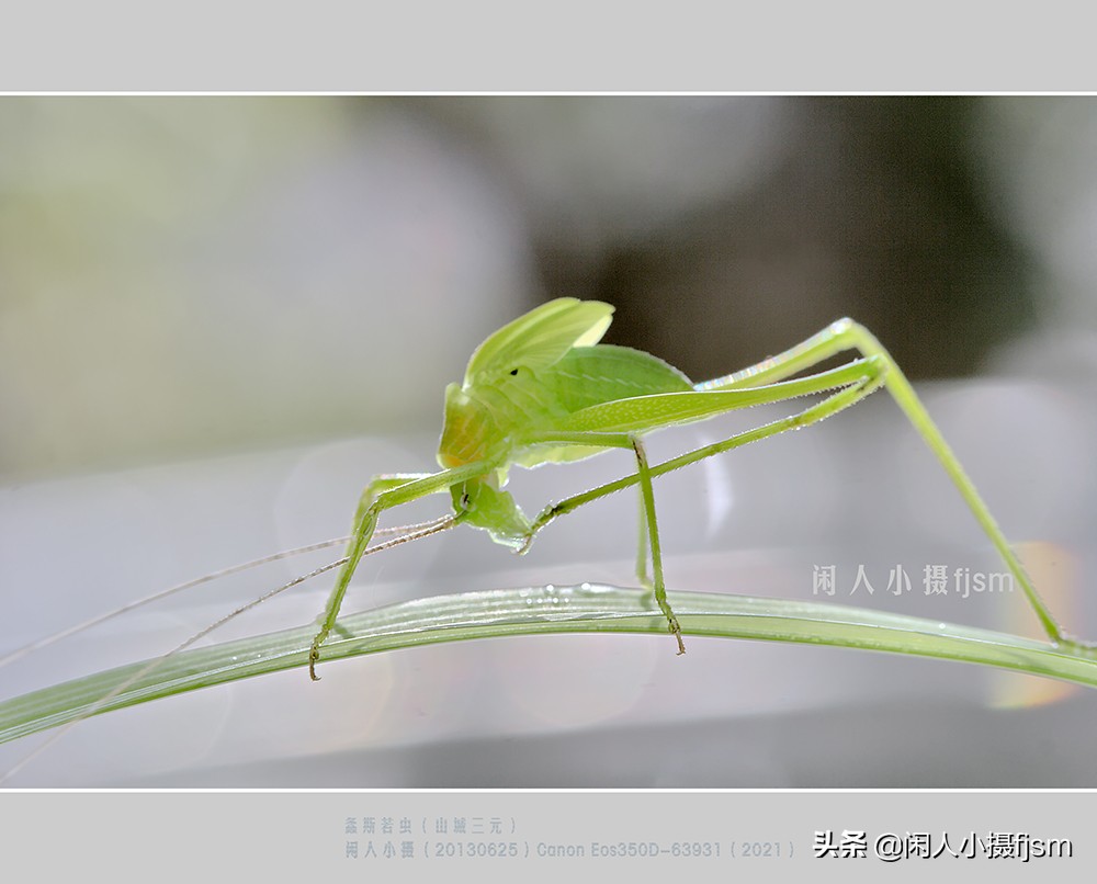 纺织娘是什么昆虫_昆虫纺织娘是谁_昆虫纺织娘是什么虫